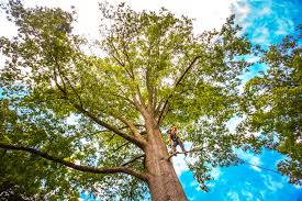 Best Fruit Tree Pruning  in Guernsey, WY