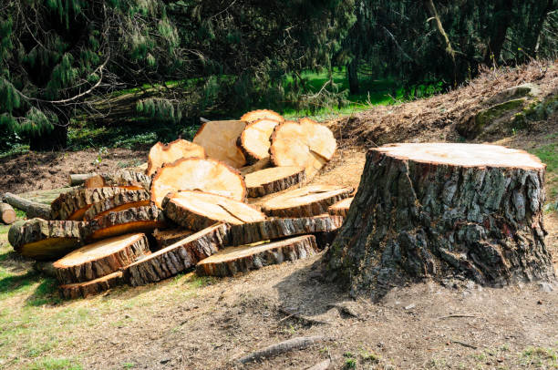 Best Storm Damage Tree Cleanup  in Guernsey, WY
